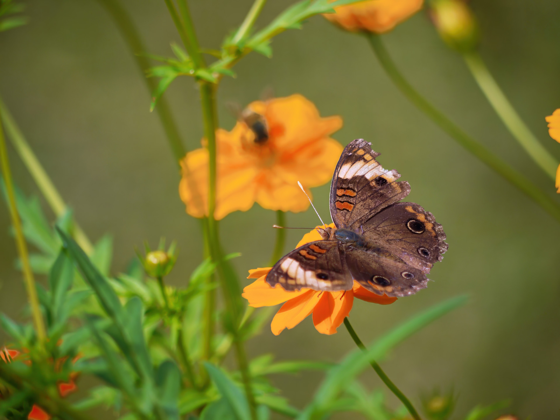 Junonia coenia, zuweilen auch als Nordamerikanisches Pfauenauge bezeichnet